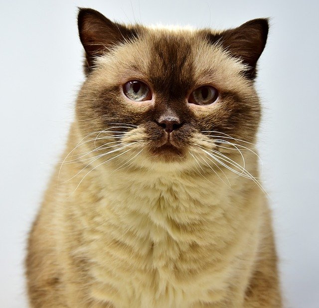 10 Fakta Kucing Muezza, Hewan Kesayangan Nabi Muhammad - Dailysia
