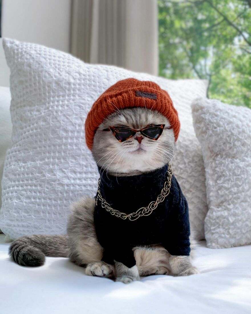 10 Potret Kucing dengan Outfit yang Stylish Abis