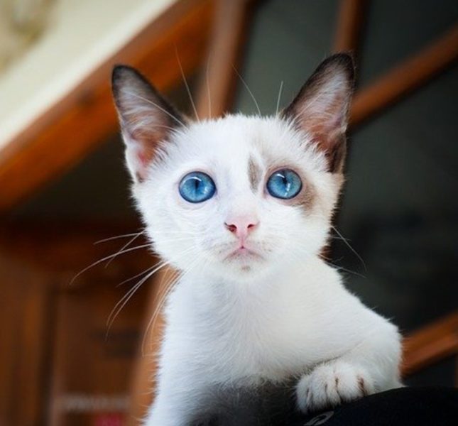 10 Fakta Kucing Muezza, Hewan Kesayangan Nabi Muhammad - Dailysia