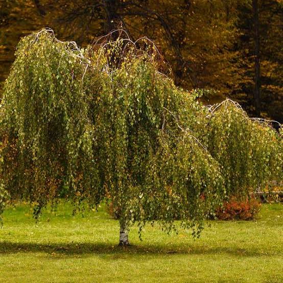 Mini Menggemaskan, 10 Jenis Pohon Kurcaci Yang Indah
