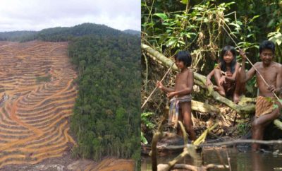 Suku Sakai Riau, Hidup Nomaden dan Berdampingan dengan Alam