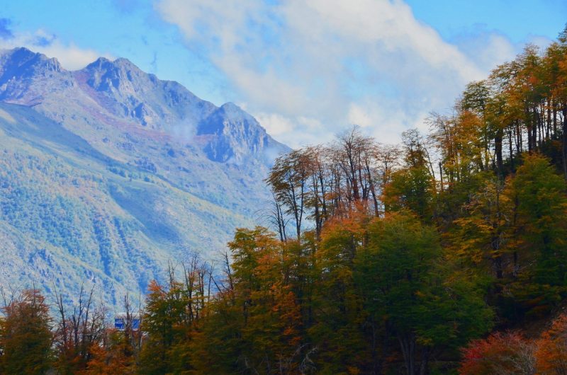 Mengenal Pohon Nothofagus di Papua, Menjadi Sorotan UNESCO