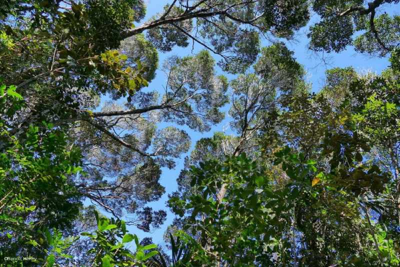 Mengenal Pohon Nothofagus di Papua, Menjadi Sorotan UNESCO
