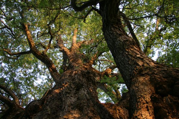 Mengenal Pohon Nothofagus di Papua, Menjadi Sorotan UNESCO