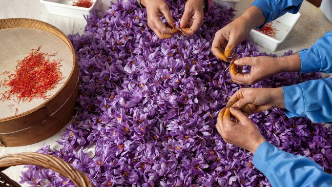 6 Benefits of Saffron Flowers, The Most Expensive Spice With Many Benefits