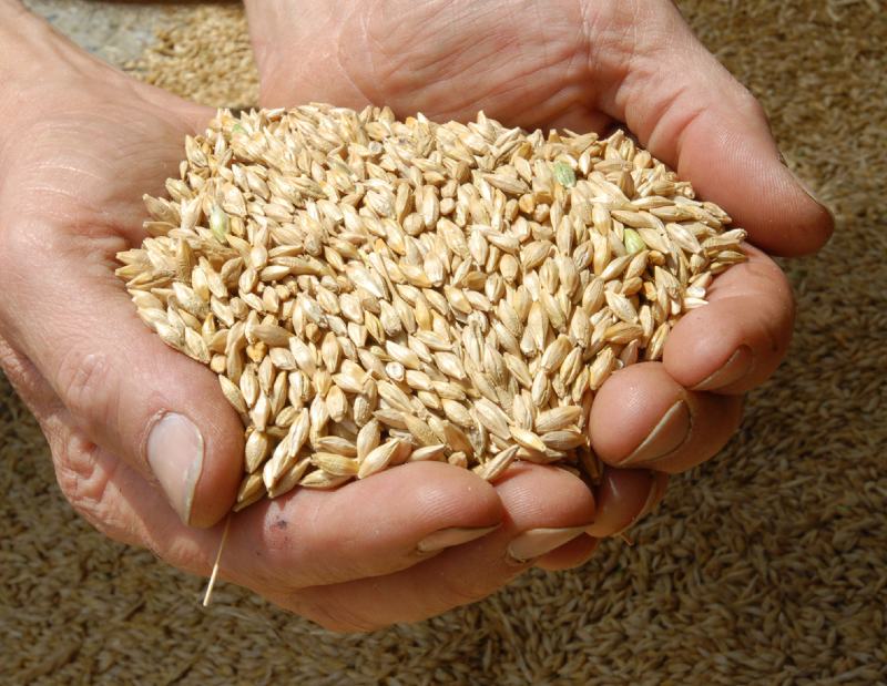 5 Manfaat Nasi Barley, Pengganti Karbohidrat yang Cocok buat Diet