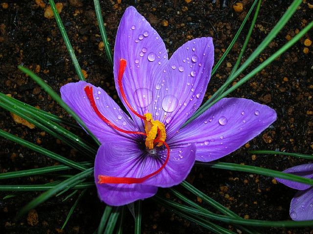 6 Manfaat Bunga Saffron, Rempah Termahal yang Banyak Khasiatnya