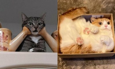 Tertangkap Kamera, 10 Ekspresi Kucing Terlihat seperti Sedang Merenung