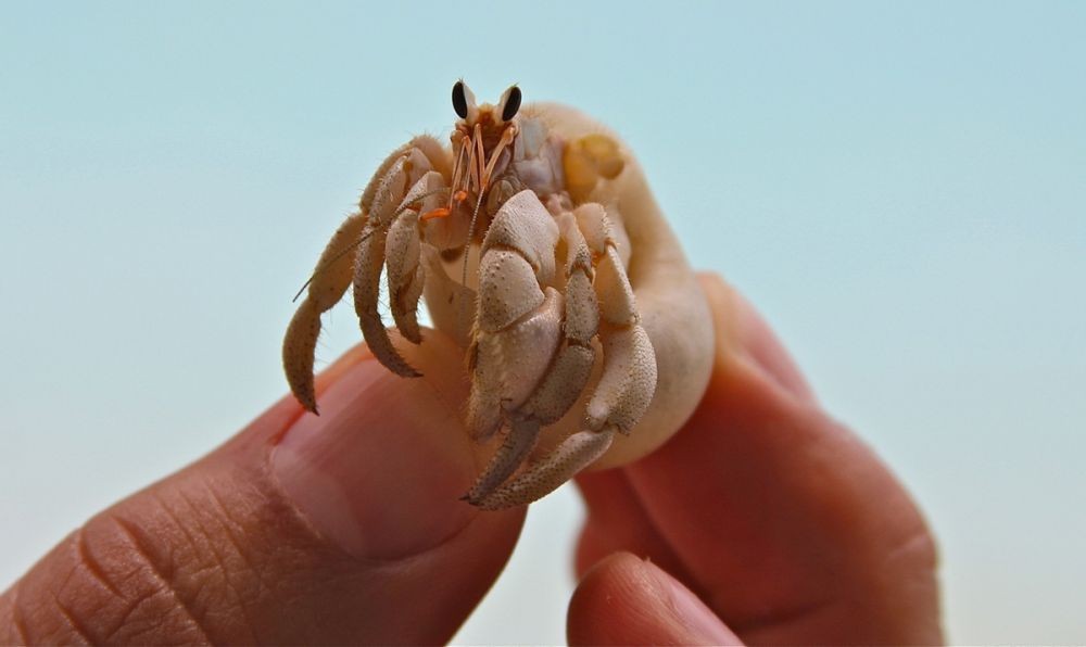 Mengenal Kelomang, Kepiting Unik yang Hobi Pindah Rumah