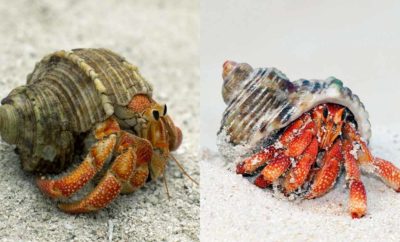 Mengenal Kelomang, Kepiting Unik yang Hobi Pindah Rumah