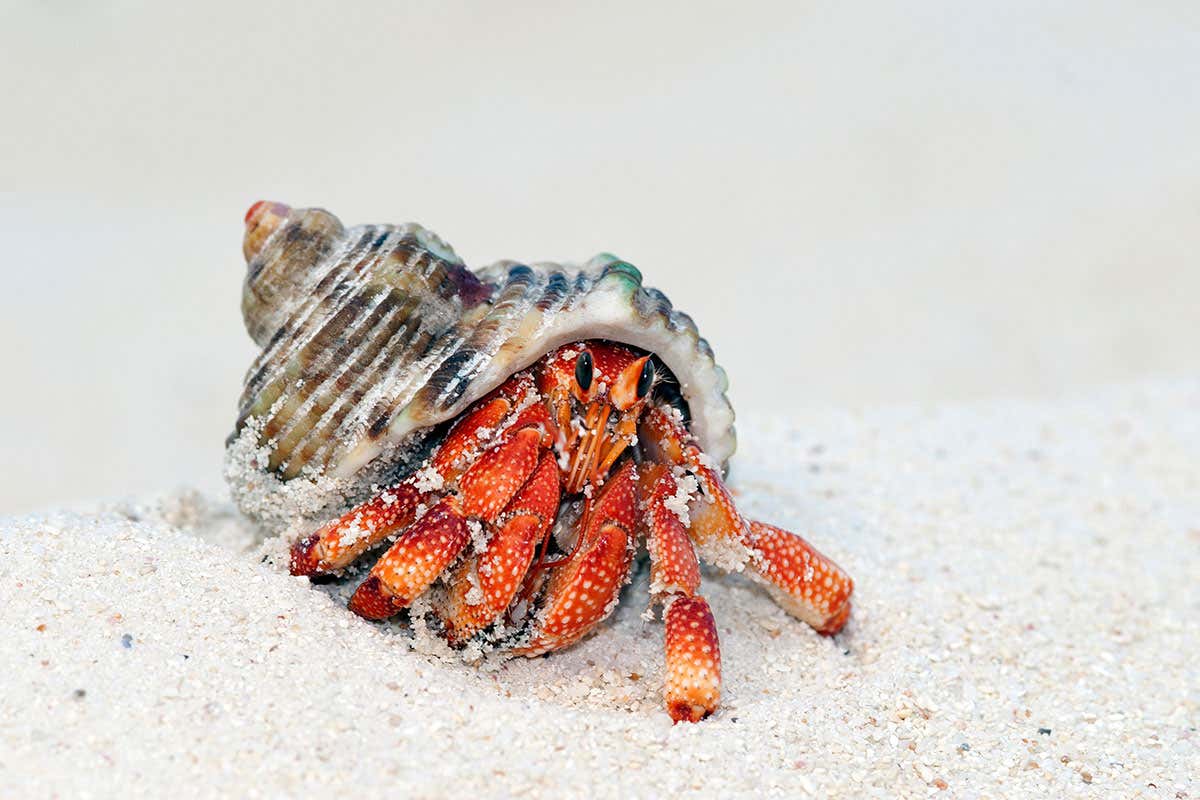 Mengenal Kelomang, Kepiting Unik yang Hobi Pindah Rumah