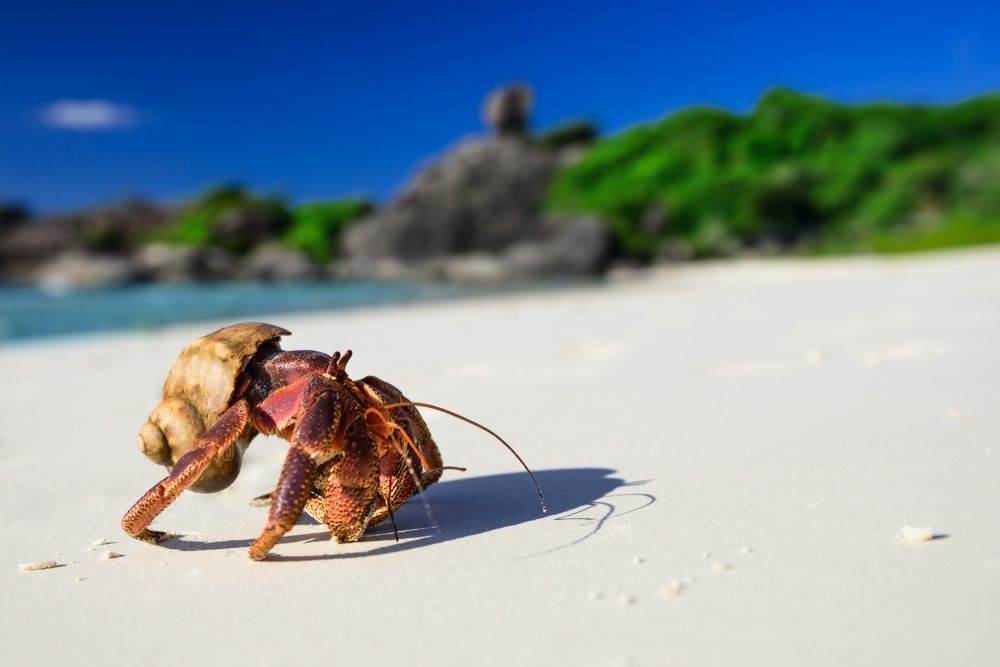 Mengenal Kelomang, Kepiting Unik yang Hobi Pindah Rumah