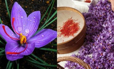 6 Manfaat Bunga Saffron, Rempah Termahal yang Banyak Khasiatnya
