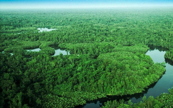 Mengenal Pohon Nothofagus di Papua, Menjadi Sorotan UNESCO