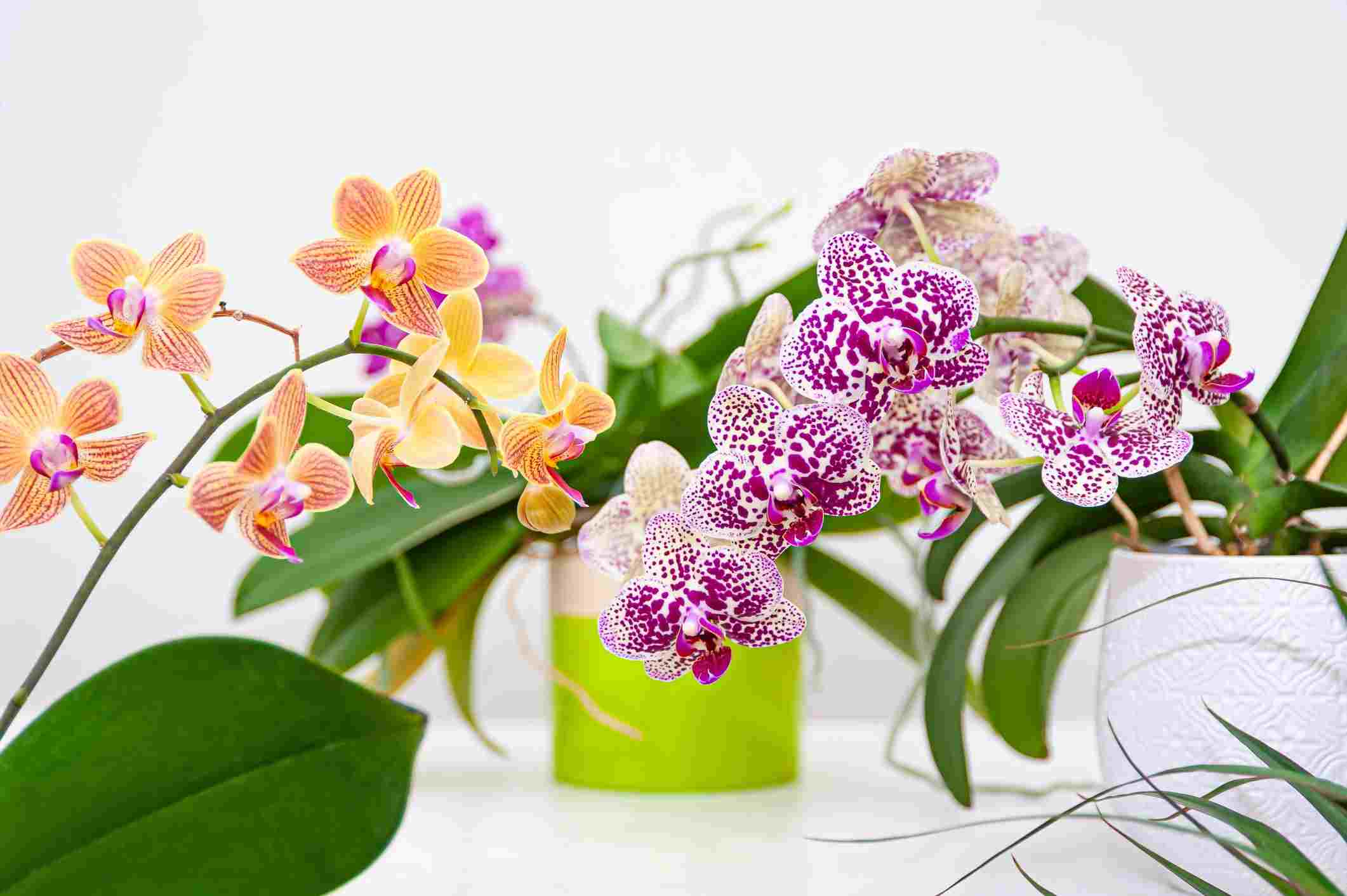 10 Tumbuhan dengan Aroma yang Harum, Cocok Ditanam di Indoor