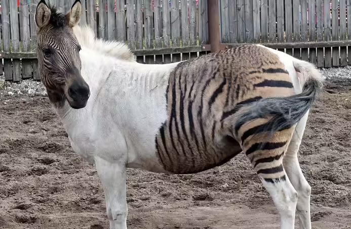 Keunikan Zorse, Hewan Persilangan Zebra dan Kuda