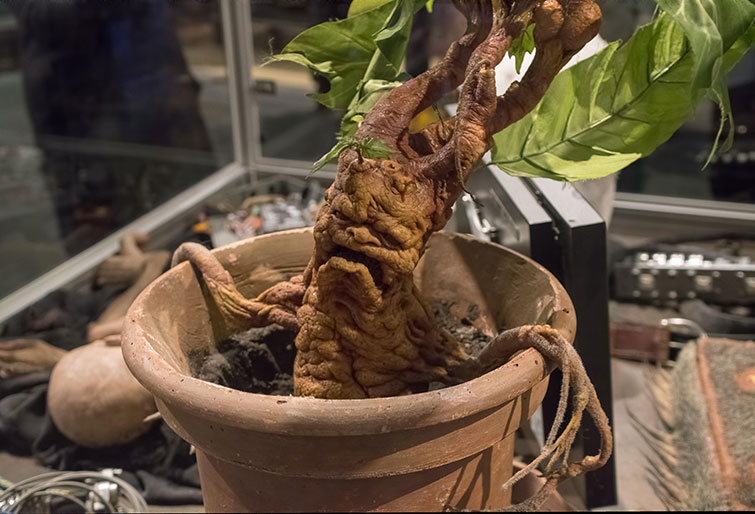 5 Fakta Tanaman Mandrake, Bentuknya Unik Seperti Tubuh Manusia