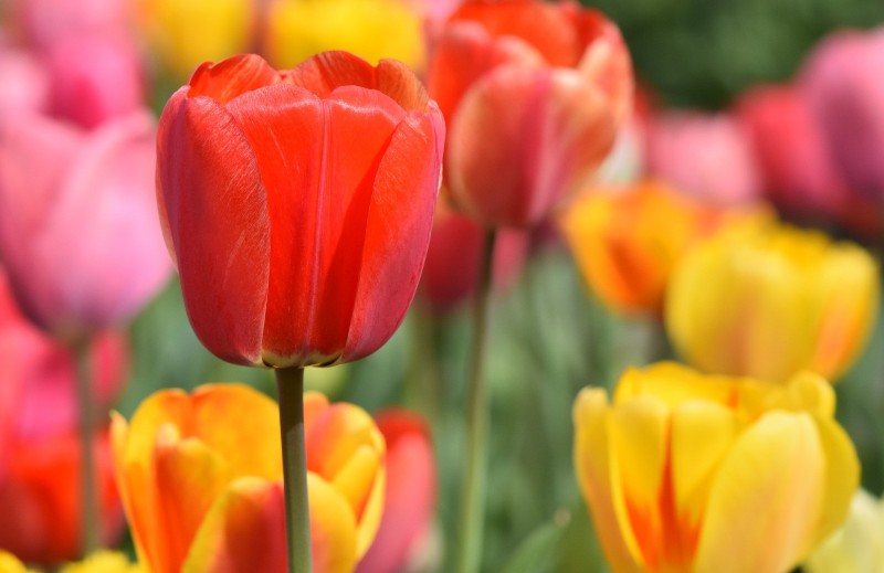 10 Bunga Paling Indah di Dunia, Menyejukkan Pandangan