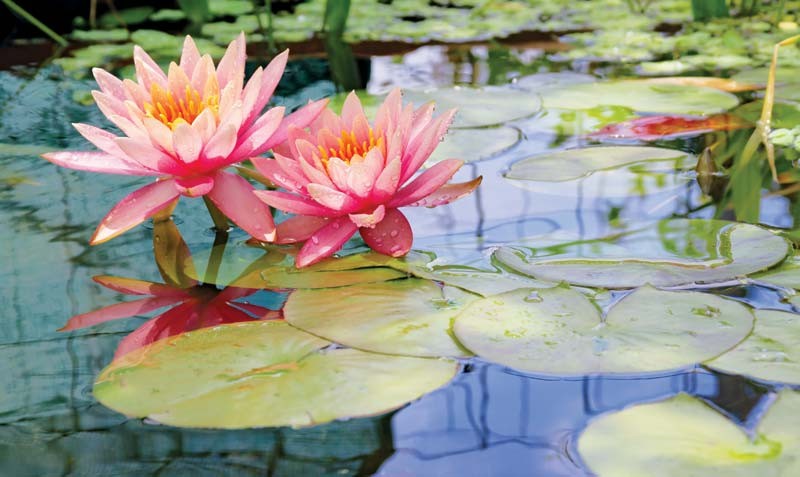 10 Bunga Paling Indah di Dunia, Menyejukkan Pandangan