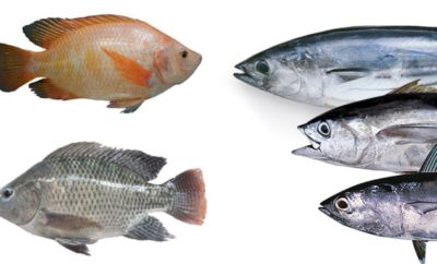 10 Jenis Ikan Favorit yang Bisa Dikonsumsi di Indonesia