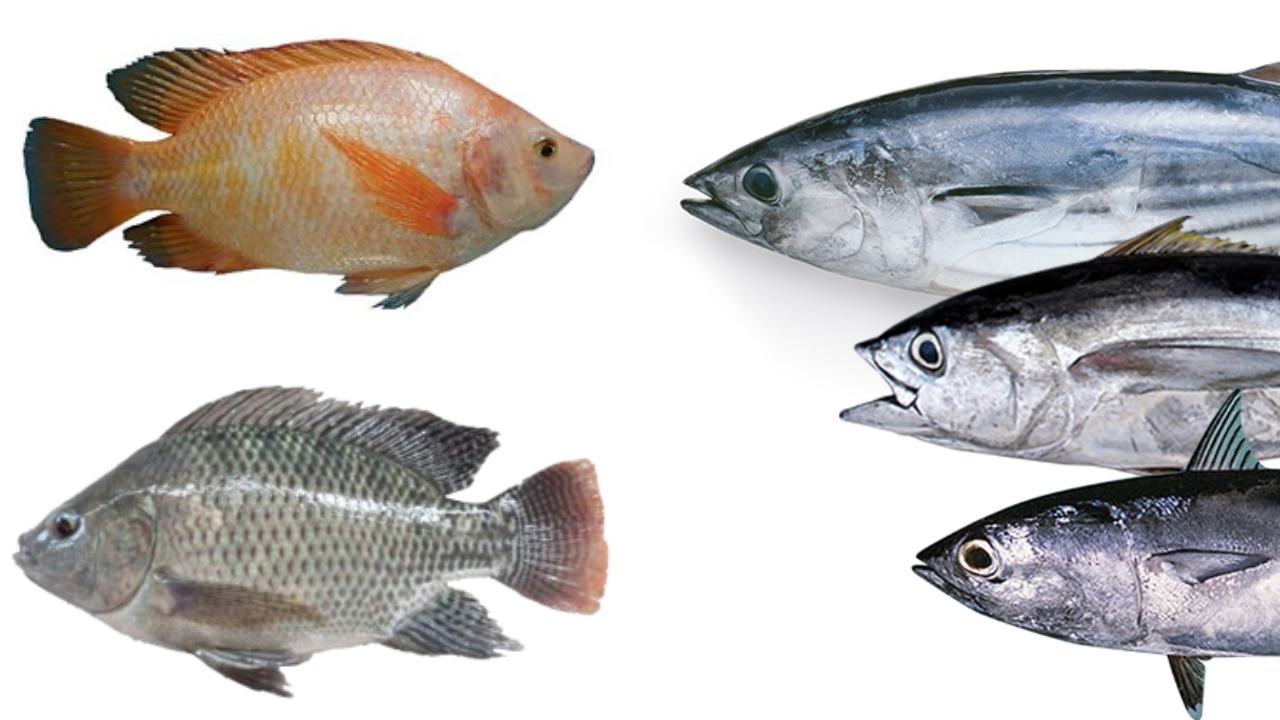 520 Ikan Air Laut Yang Dapat Dikonsumsi Diantaranya Adalah Ikan HD Terbaru