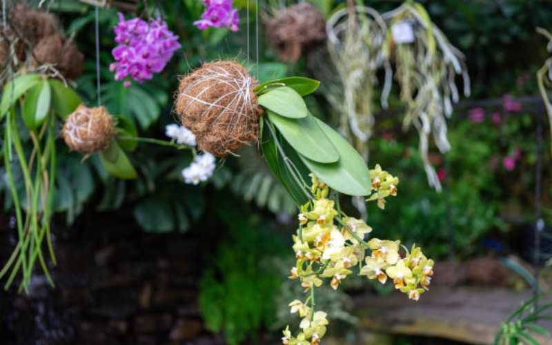 Kenali 10 jenis tanaman hias gantung yang wajib ditanam di rumah.