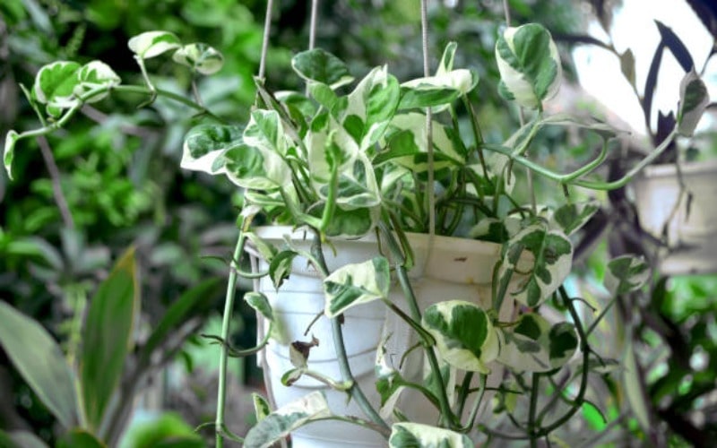 Mengenal 10 jenis tanaman hias gantung wajib ditanam di rumah.
