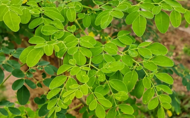 10 Miraculous Benefits of Moringa Leaves for Health