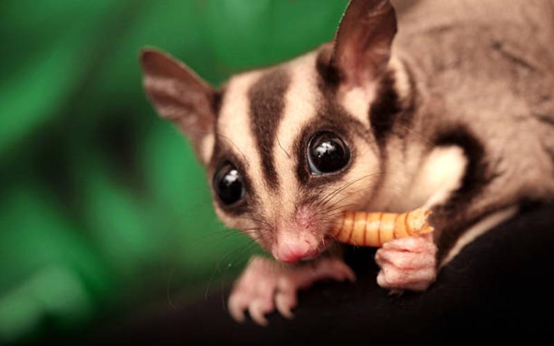 Fakta Unik Sugar Glider, dan Cara Merawatnya