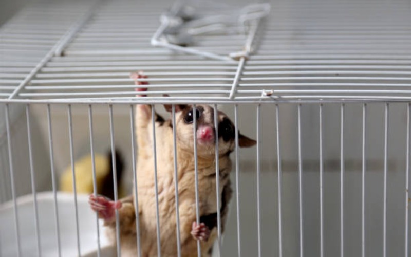 Fakta Unik Sugar Glider, dan Cara Merawatnya