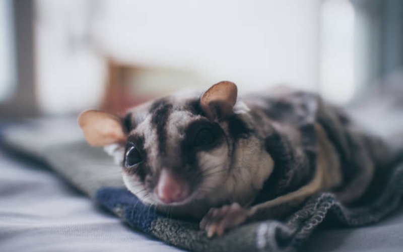 Fakta Unik Sugar Glider, dan Cara Merawatnya