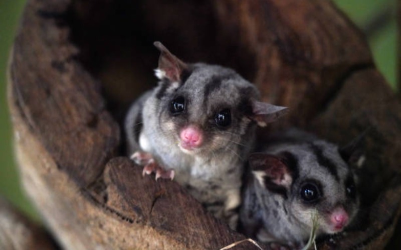 Fakta Unik Sugar Glider, dan Cara Merawatnya