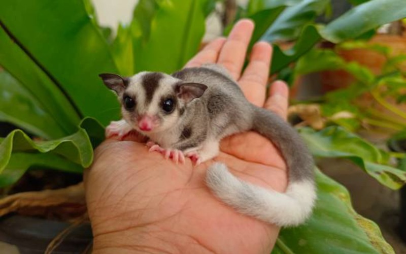 Fakta Unik Sugar Glider, dan Cara Merawatnya