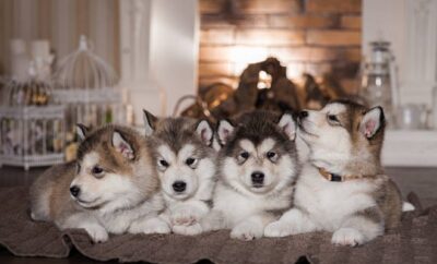 10 Fakta Menarik Alaskan Malamute, Anjing Kuat dan Cerdas