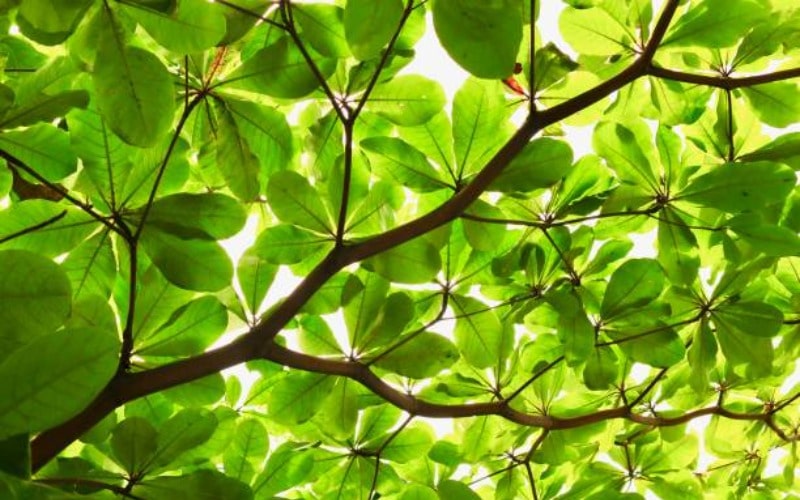 Get to know Ketapang Leaves and their Benefits for Health