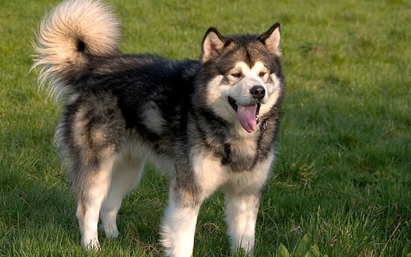 10 Fakta Menarik Alaskan Malamute, Anjing Kuat dan Cerdas