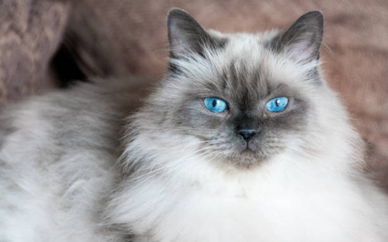 10 Fakta Kucing Himalaya, si Pesek yang Suka Bermalas-Malasan
