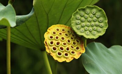 Apa itu trypophobia? Kenali Gejala, Penyebab, dan Cara Mengatasinya