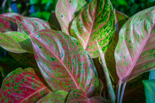 22 Jenis Aglaonema, Tanaman Hias Cantik dan juga Romantis