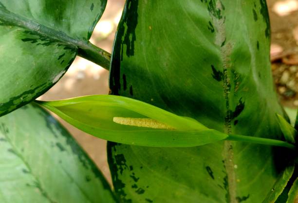 pictum tricolor