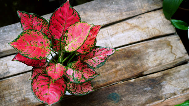 22 Jenis Aglaonema, Tanaman Hias Cantik dan juga Romantis