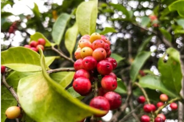 8 Manfaat Buah Buni, Mencegah Diabetes dan Bagus untuk Kulit