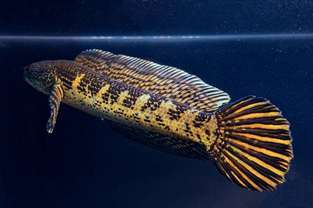 11 Jenis Ikan Channa, Ikan Gabus Bercorak Unik dan Menarik
