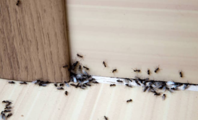 10 Cara Mengusir Semut Secara Efektif dan Ampuh