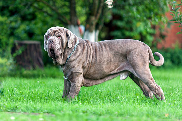 Neopolitan Mastiff