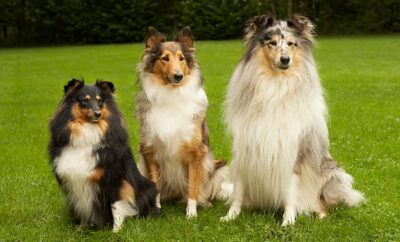 8 Anjing Terbesar di Dunia, Tinggi dan Besar