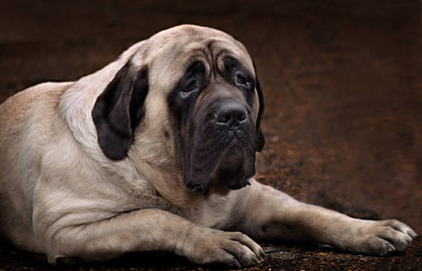 English Mastiff