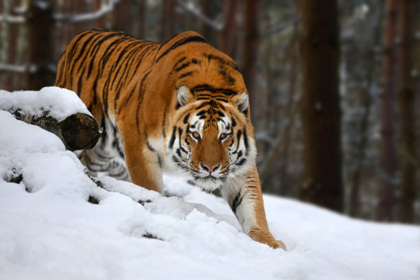 Harimau Siberia