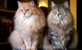Ciri-Ciri Kucing Anggora dan Cara Memeliharanya