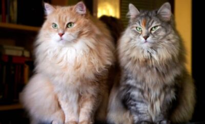 Ciri-Ciri Kucing Anggora dan Cara Memeliharanya